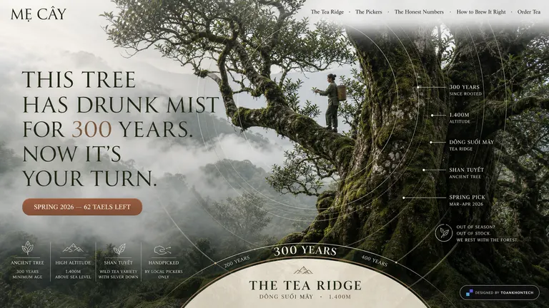 MẸ CÂY — This tree has drunk mist for 300 years.